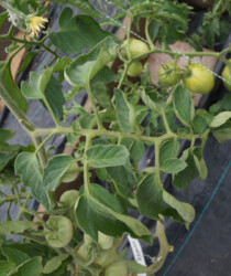 Листва томата «Абрикос» Листва томата «Абрикос»