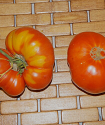 Томат «Абрикос» Томат «Абрикос»