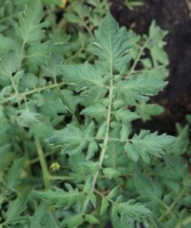 Листва томата «Белый персик» Листва томата «Белый персик»