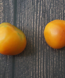 Томат «Белый персик» Томат «Белый персик»