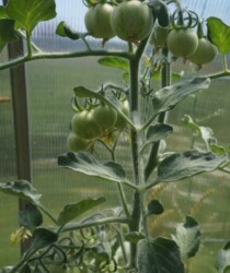 Листва томата «Эльберта персик» Листва томата «Эльберта персик»