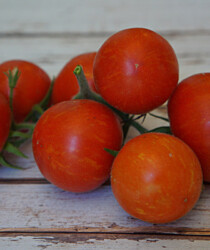 Томат «Эльберта персик» Томат «Эльберта персик»