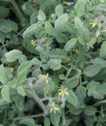 Листва томата «Бархатная Катя в Жёлтом» Листва томата «Бархатная Катя в Жёлтом»