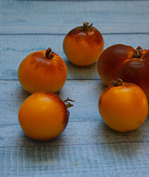 Томат «Бархатная Катя в Жёлтом» Томат «Бархатная Катя в Жёлтом»