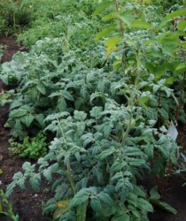 Кусты помидора «Персик лилипут» Кусты помидора «Персик лилипут»