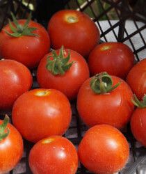 Помидор «Персик лилипут» Помидор «Персик лилипут»