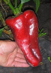 Перец Пето Чудо красный Перец Пето Чудо красный