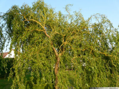 Ива Извилистая Матсудана Ива Извилистая Матсудана