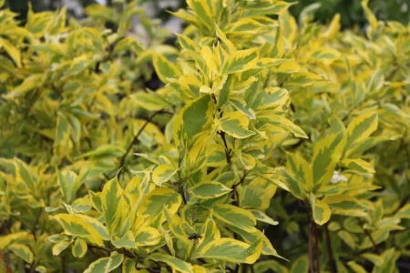 Дерен Шпета Дерен Шпета