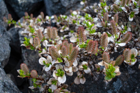 Ива карликовая Полярная Ива карликовая Полярная