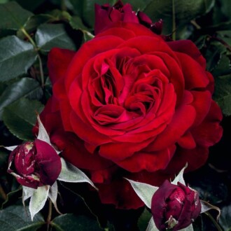 Роза Адмирал (чайно гибридная) Роза Адмирал (чайно гибридная)