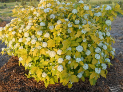 Пузыреплодник калинолистный Dart's Gold Пузыреплодник калинолистный Dart's Gold