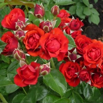 Роза миниатюрная бэби баккара Роза миниатюрная бэби баккара