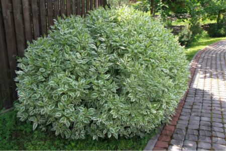 Дерен белый Элегантиссима Дерен белый Элегантиссима