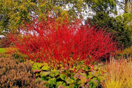 Дерен красный Свидина Дерен красный Свидина