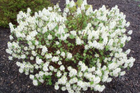 Фотергилла Блю шадоу Фотергилла Блю шадоу