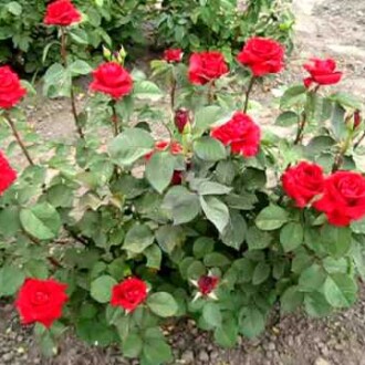 Роза Гран При Роза Гран При