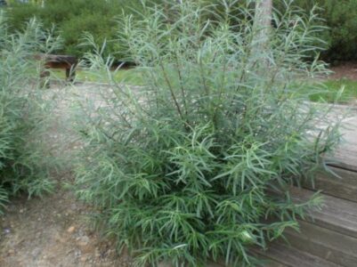 Ива Сибирская розмаринолистная Ива Сибирская розмаринолистная