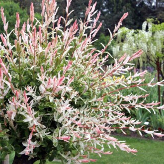 Ива цельнолистная Фламинго (Flamingo) Ива цельнолистная Фламинго (Flamingo)