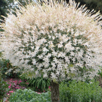 Ива цельнолистная Хакуро нишики Ива цельнолистная Хакуро нишики