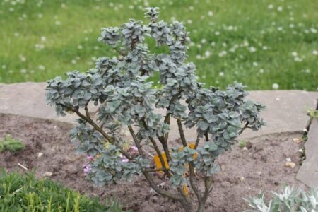 Ива карликовая Бойда медленнорастущая Ива карликовая Бойда