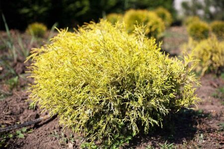 Кипарис горохоплодный Филифера Нана Кипарис горохоплодный Филифера Нана