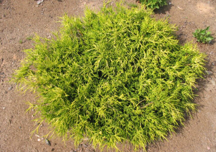 Кипарисовик горохоплодный Санголд Кипарисовик горохоплодный Санголд