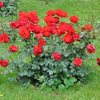 Лили Марлен (флорибунда) Лили Марлен (флорибунда)