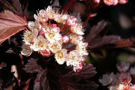 Пузыреплодник калинолистный "Summer Wine" Пузыреплодник калинолистный "Summer Wine"