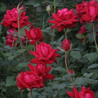 Роза Ингрид Бергман (Ingrid Bergman) Роза Ингрид Бергман (Ingrid Bergman)