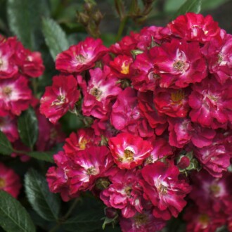 Роза почвопокровная Альберих Роза почвопокровная Альберих