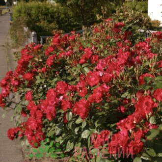 Роза кустовая Burghausen Роза кустовая Burghausen