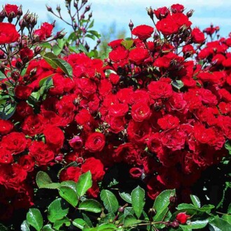 Роза Скарлет почвопокровная Роза Scarlet