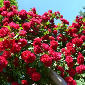 Фламентанц плетистая роза Фламентанц плетистая роза