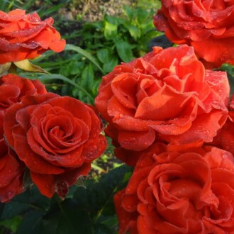 Роза чайно-гибридная Эль Торо Роза чайно-гибридная Эль Торо