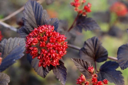 Пузыреплодник калинолистный Diabolo Пузыреплодник калинолистный Diabolo