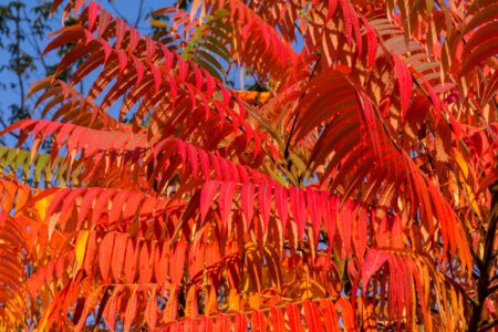 Сумах оленерогий Сумах оленерогий осенью